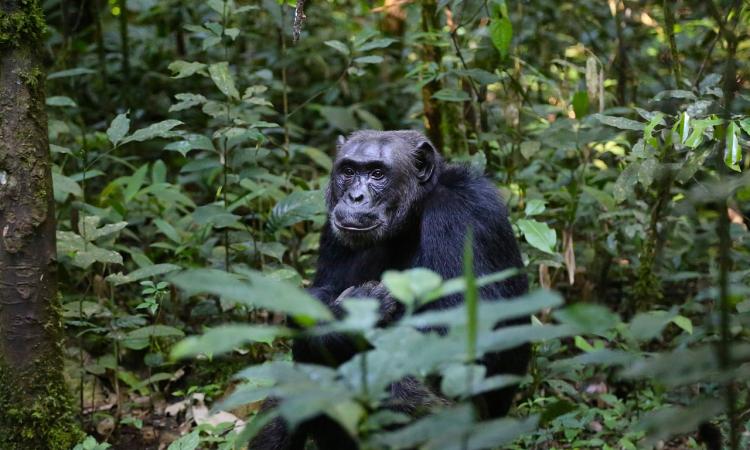 Chimpazee in Uganda